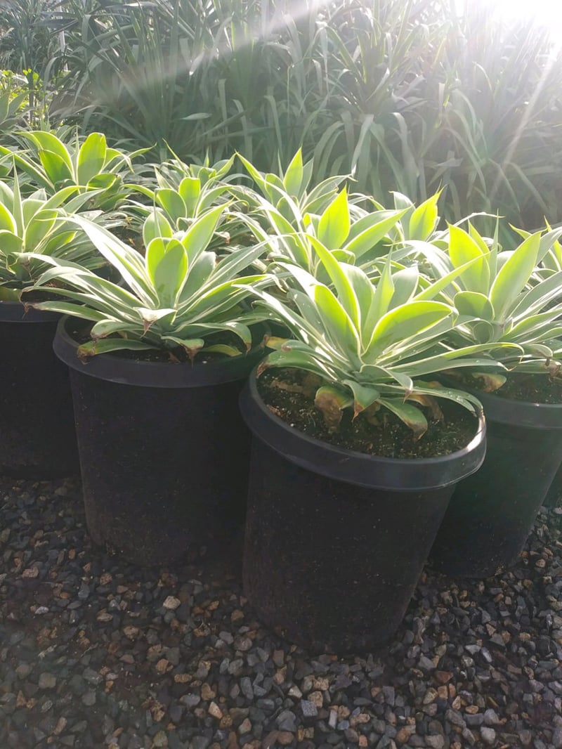 Photo for Agave attenuata 'Variegata' (Variegated Fox Tail Agave)