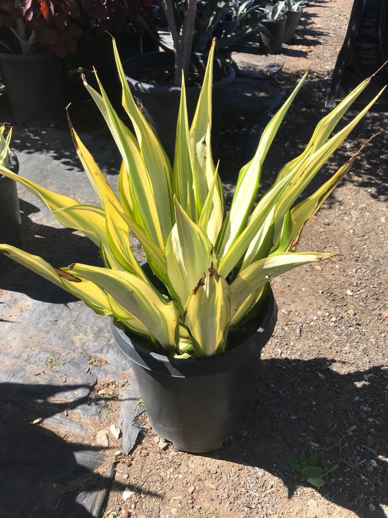 Photo for Furcraea foetida 'Mediopicta' (F. gigantea 'Striata') (Furcraea foetida 'Mediopicta')
