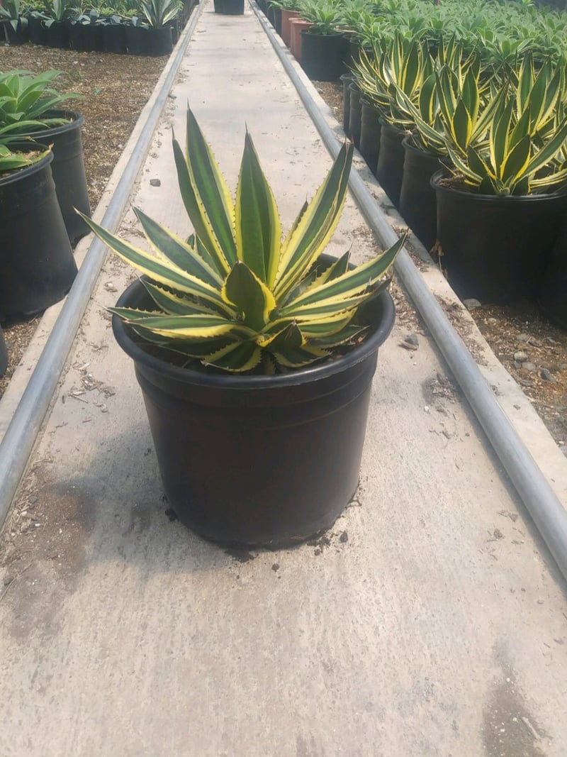 Photo for Agave lophantha 'Quadricolor' (Quadricolor Century Plant)