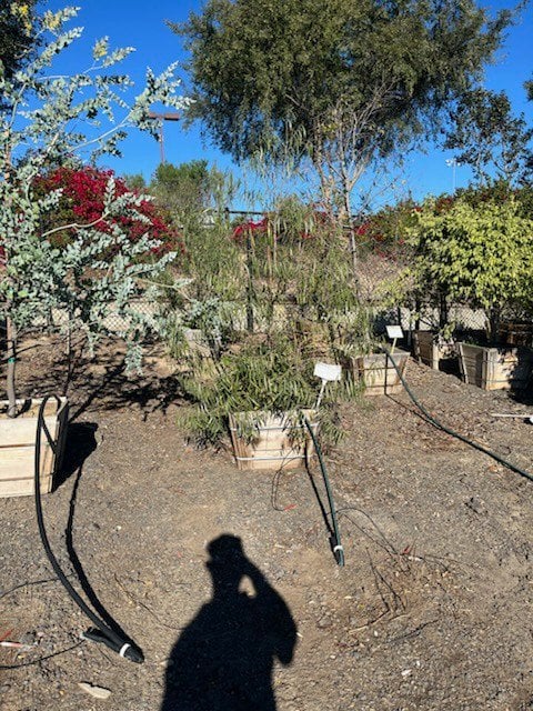 Photo for Geijera parviflora (Standard) (Australian Willow)