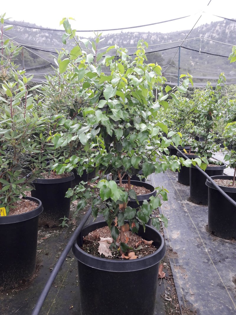 Photo for Prunus ilicifolia ssp lyonii (Catalina Cherry)