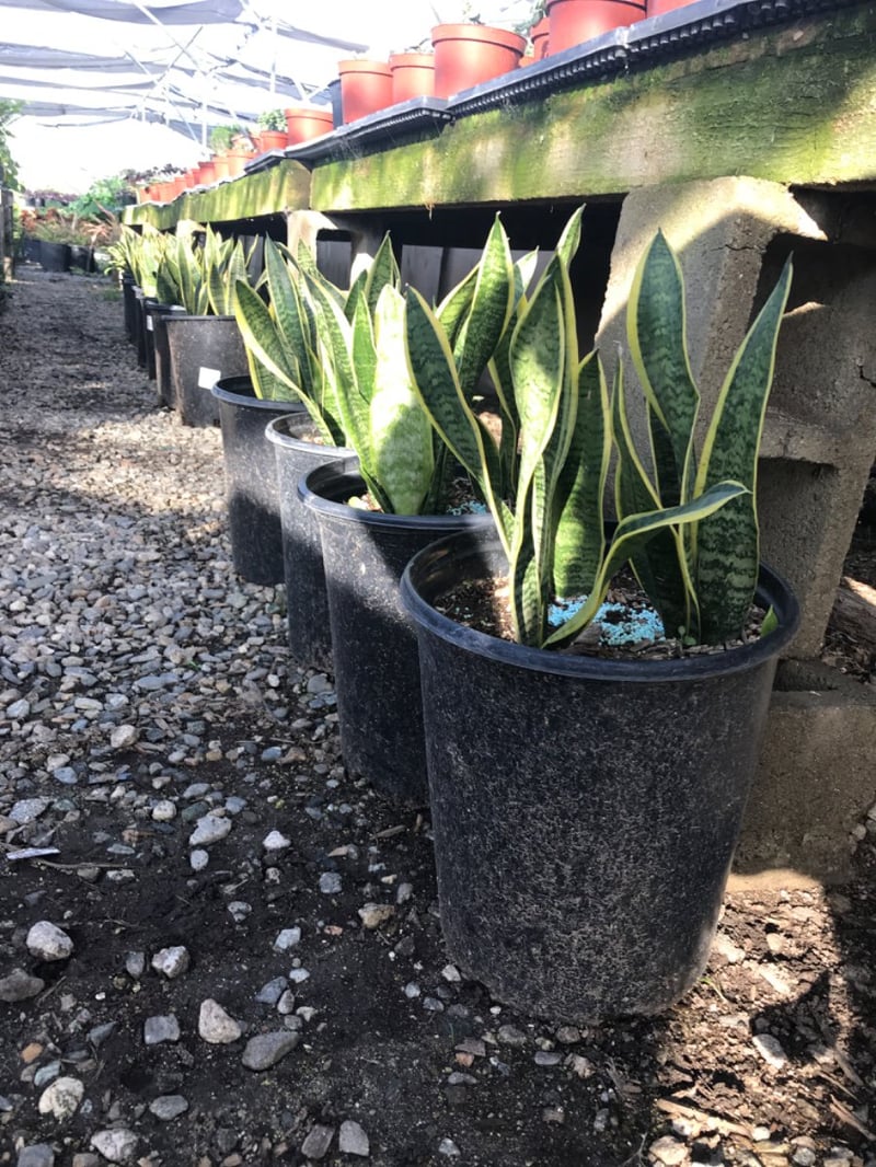 Photo for Sansevieria trifasciata 'Laurentii' (Striped Mother-in-law's Tongue)