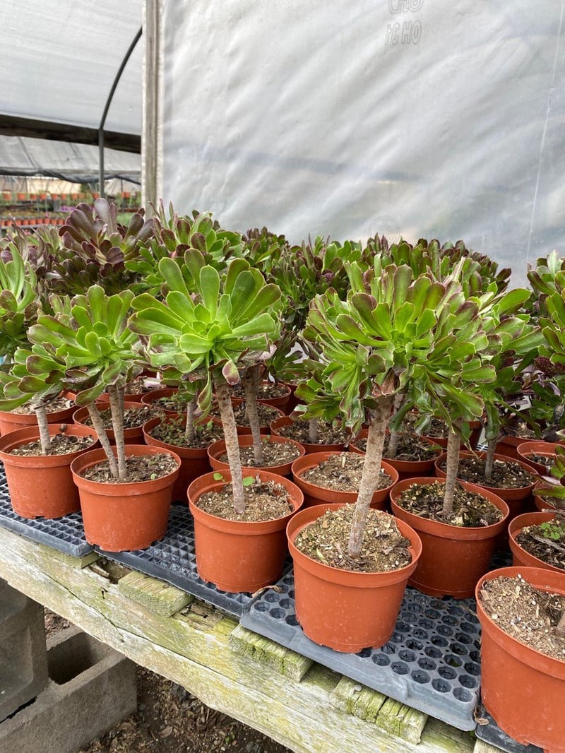 Photo for Aeonium arboreum 'Atropurpureum' (Purple Aeonium)
