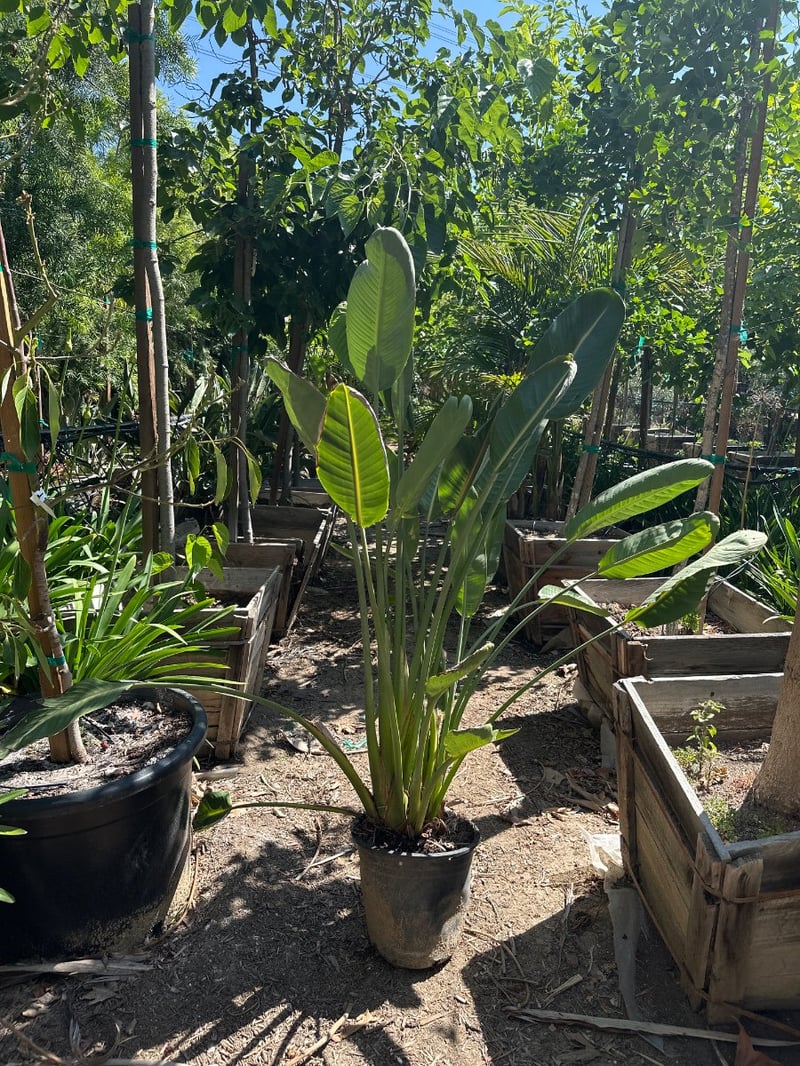 Photo for Strelitzia reginae (Bird of Paradise)