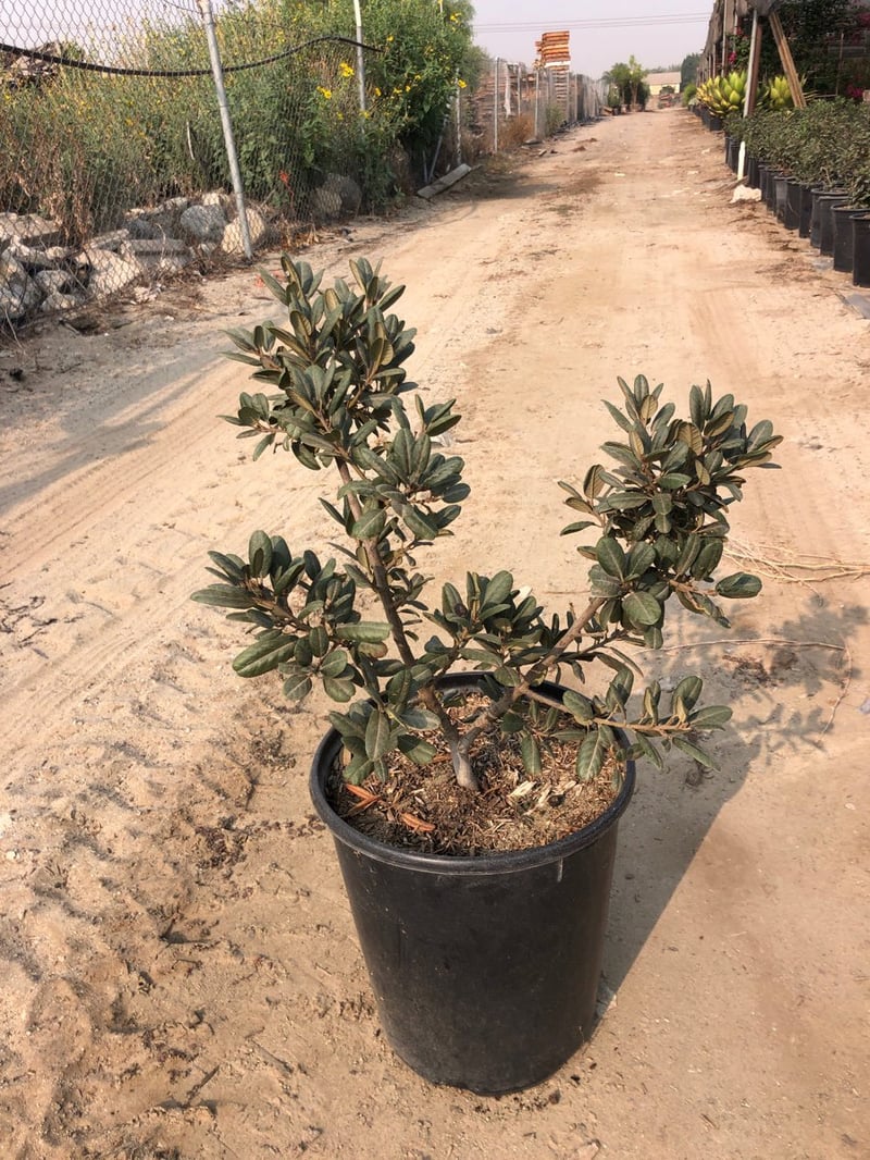 Photo for Frangula californica 'Leatherleaf' (Leatherleaf California Coffeeberry)