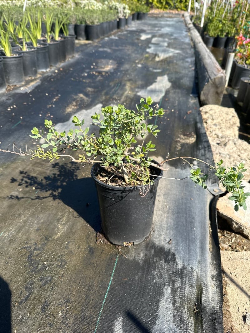 Photo for Baccharis pilularis 'Pigeon Point' (Pigeon Point Dwarf Coyote Brush)
