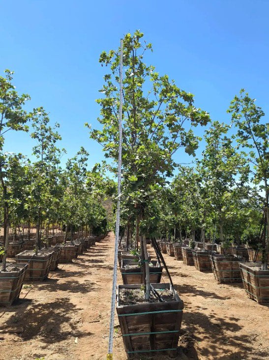 Photo for Platanus x acerifolia (London Plane Tree)