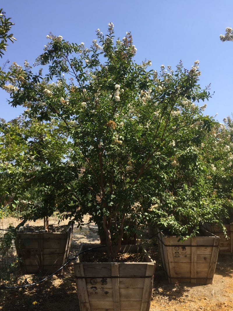 Photo for Lagerstroemia indica x fauriei 'Natchez' (Multi) (Natchez Crape Myrtle)