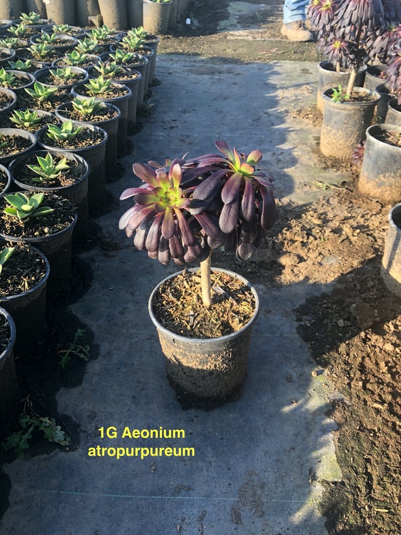 Photo for Aeonium arboreum 'Atropurpureum' (Purple Aeonium)