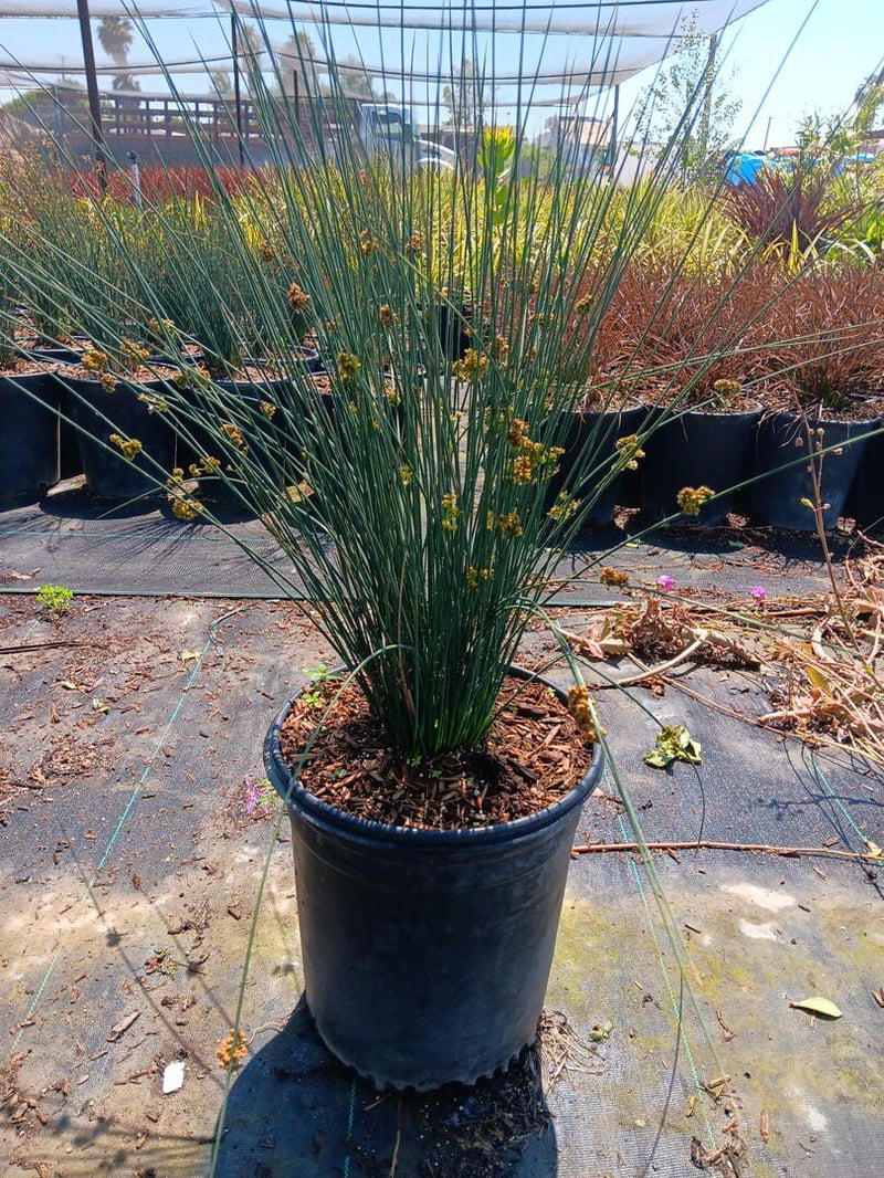 Photo for Grevillea lanigera 'Coastal Gem' (Costal Gem Grevillea)