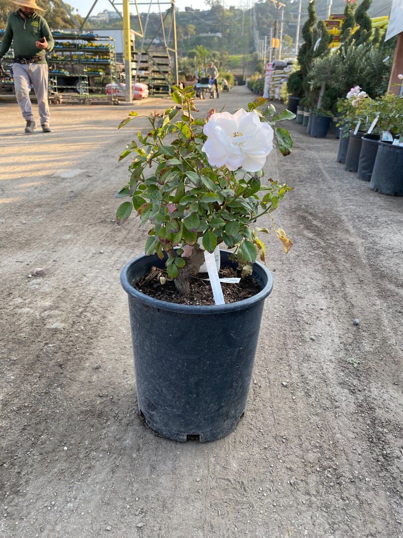 Photo for Rosa acicularis 'Iceberg' (Iceberg Rose)