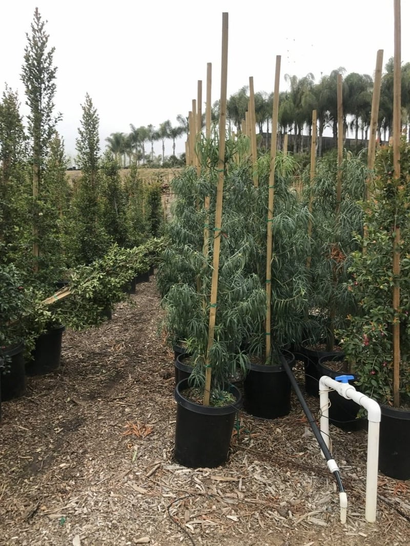 Photo for Podocarpus henkelii (Column) (Long Leafed Yellow-wood)