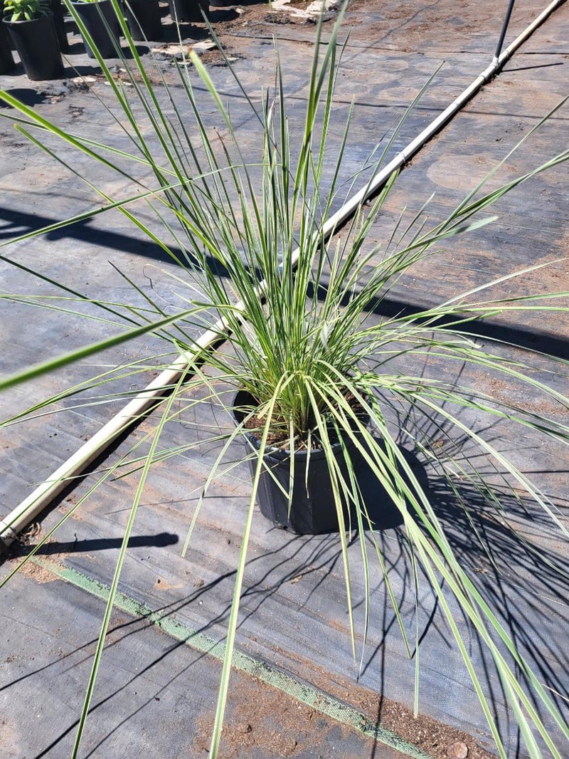 Photo for Lomandra longifolia ‘Roma13’ (Platinum Beauty Lomandra)