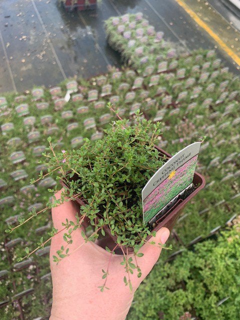 Photo for Thymus praecox (Creeping Thyme)