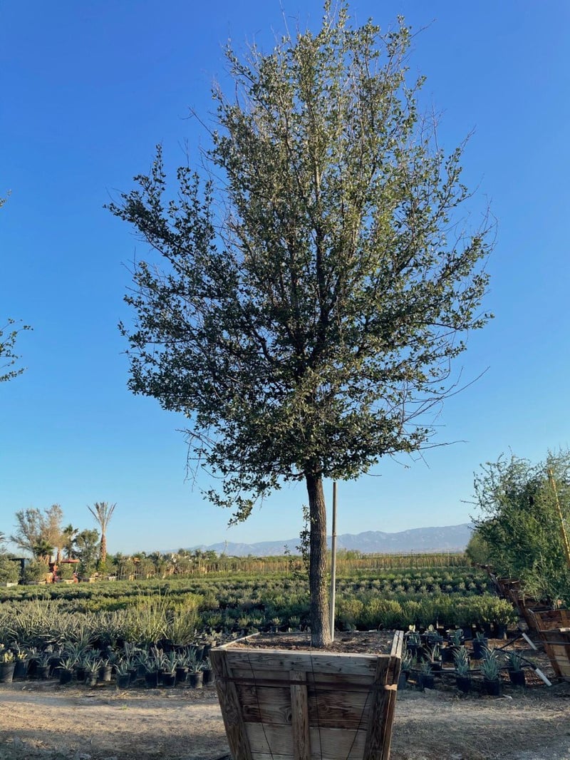 Photo for Quercus virginiana (Multi) (Southern Live Oak)