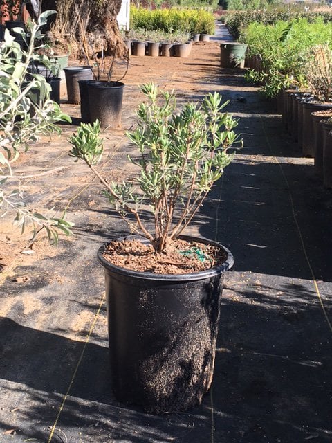 Photo for Salvia 'Allen Chickering' (Allen Chickering Sage)
