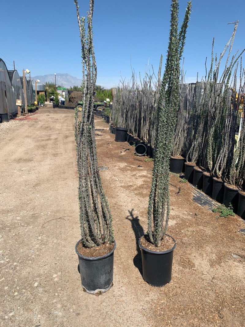 Photo for Fouquieria splendens (Ocotillo)