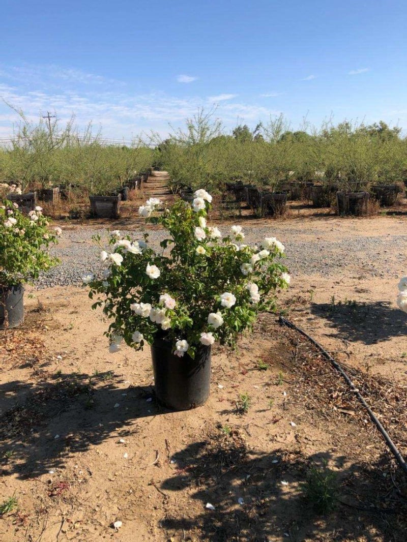 Photo for Rosa acicularis 'Iceberg' (Iceberg Rose)