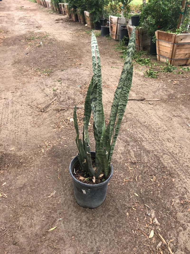 Photo for Sansevieria trifasciata (Snake Plant, Mother-in-Law's Tongue)