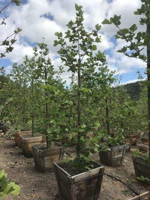 Photo for Platanus x acerifolia (Standard) (London Plane Tree)