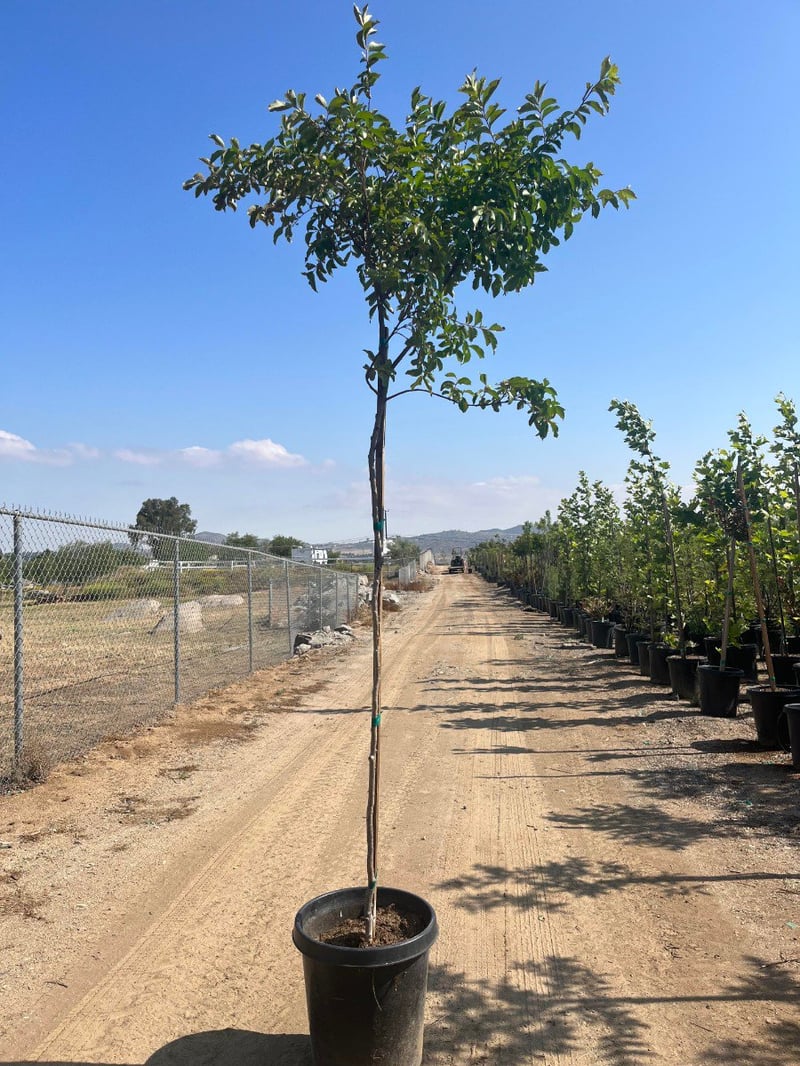 Photo for Lagerstroemia indica 'Purple' (Purple Crape Myrtle)
