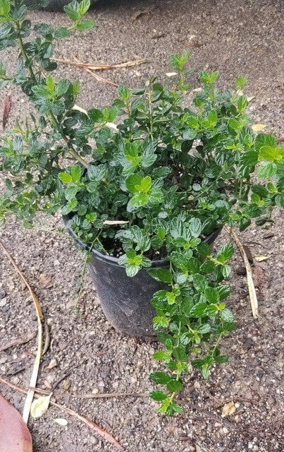 Photo for Ceanothus griseus horizontalis 'Yankee Point' (Yankee Point Ceanothus)