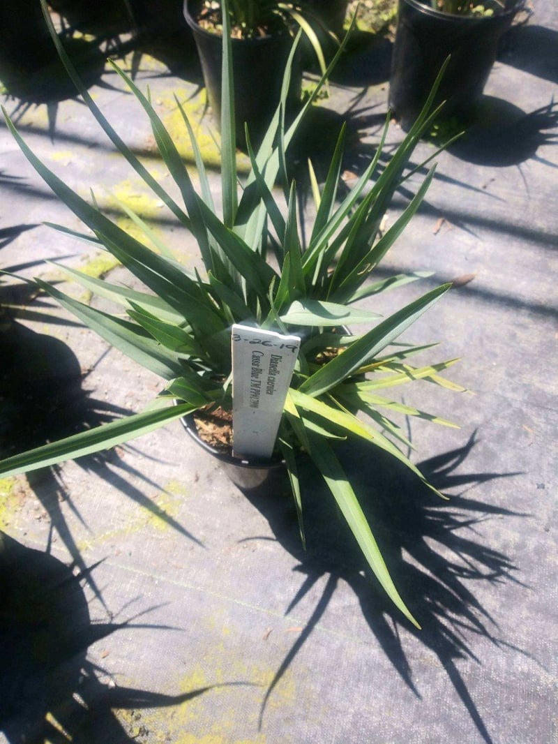 Photo for Dianella caerulea 'Cassa Blue' (Cassa Blue Flax Lily)