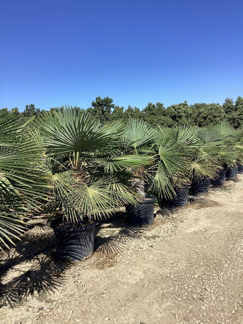 Photo for Trachycarpus fortunei (Windmill Palm)