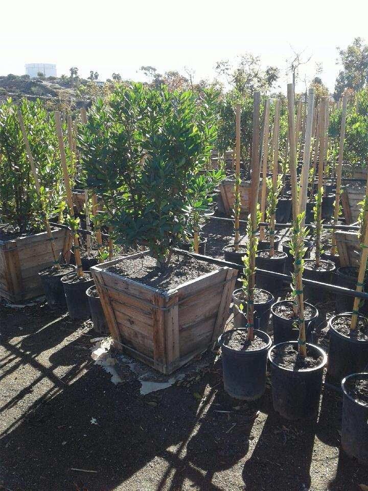 Photo for Arbutus 'Marina' (Multi) (Marina Strawberry Tree)