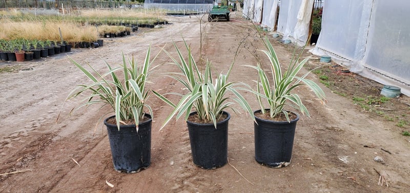 Photo for Dianella tasmanica (Tasman Flax Lily)