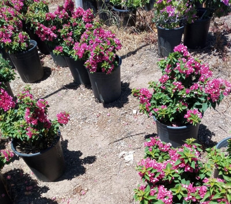 Photo for Bougainvillea 'Torch Glow' (Bougainvillea 'Torch Glow')