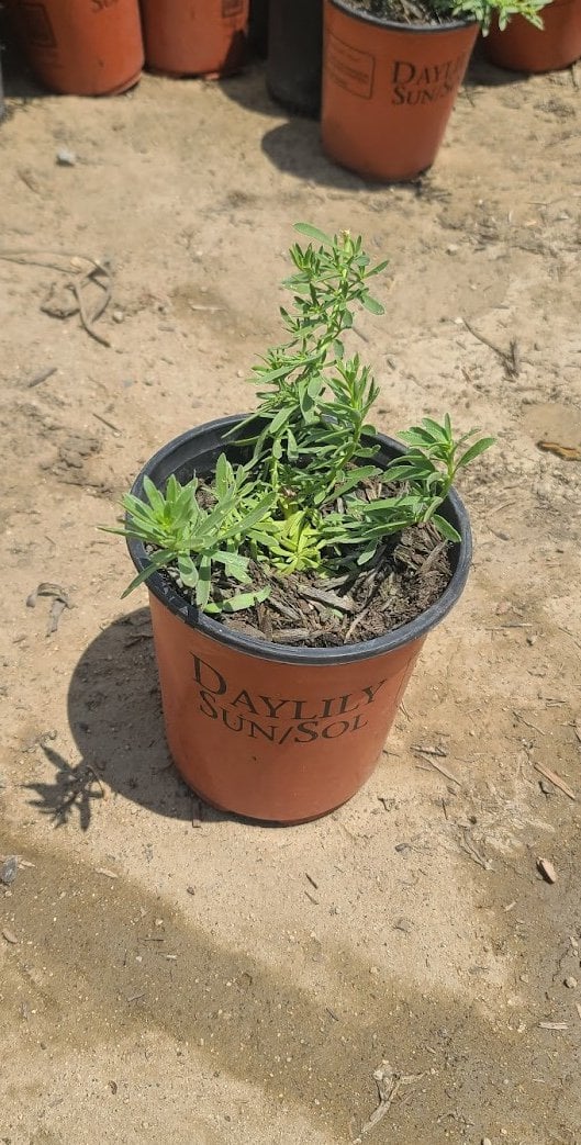 Photo for Myoporum parvifolium 'Putah Creek' (Creeping Myoporum)