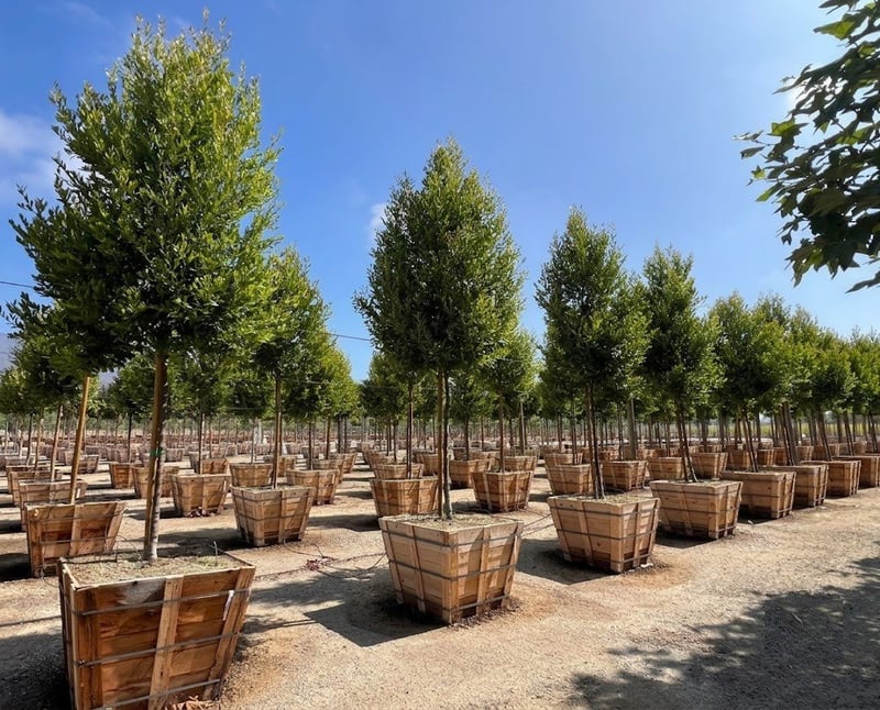 Photo for Prunus caroliniana (Standard) (Cherry Laurel Tree)