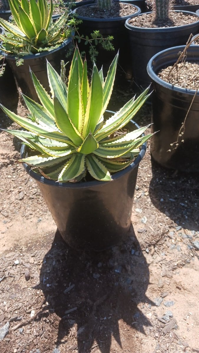 Photo for Agave lophantha 'Quadricolor' (Quadricolor Century Plant)