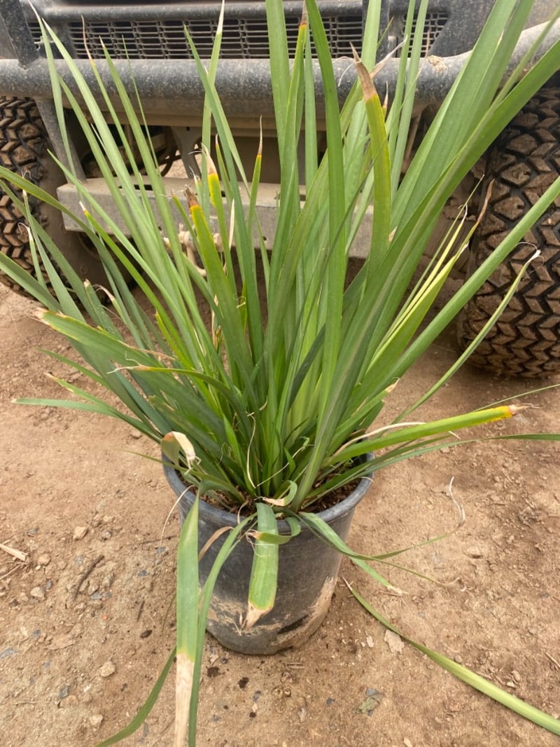 Photo for Dietes vegeta (Moraea iridioides) (Fortnight Lily)