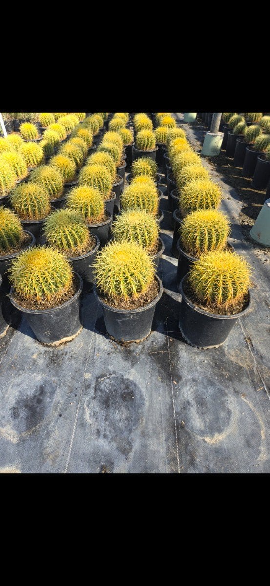 Photo for Echinocactus grusonii (Golden Barrel Cactus)