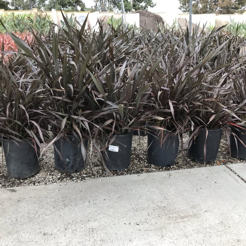 Photo for Phormium tenax 'Atropurpureum' (Bronze Flax)