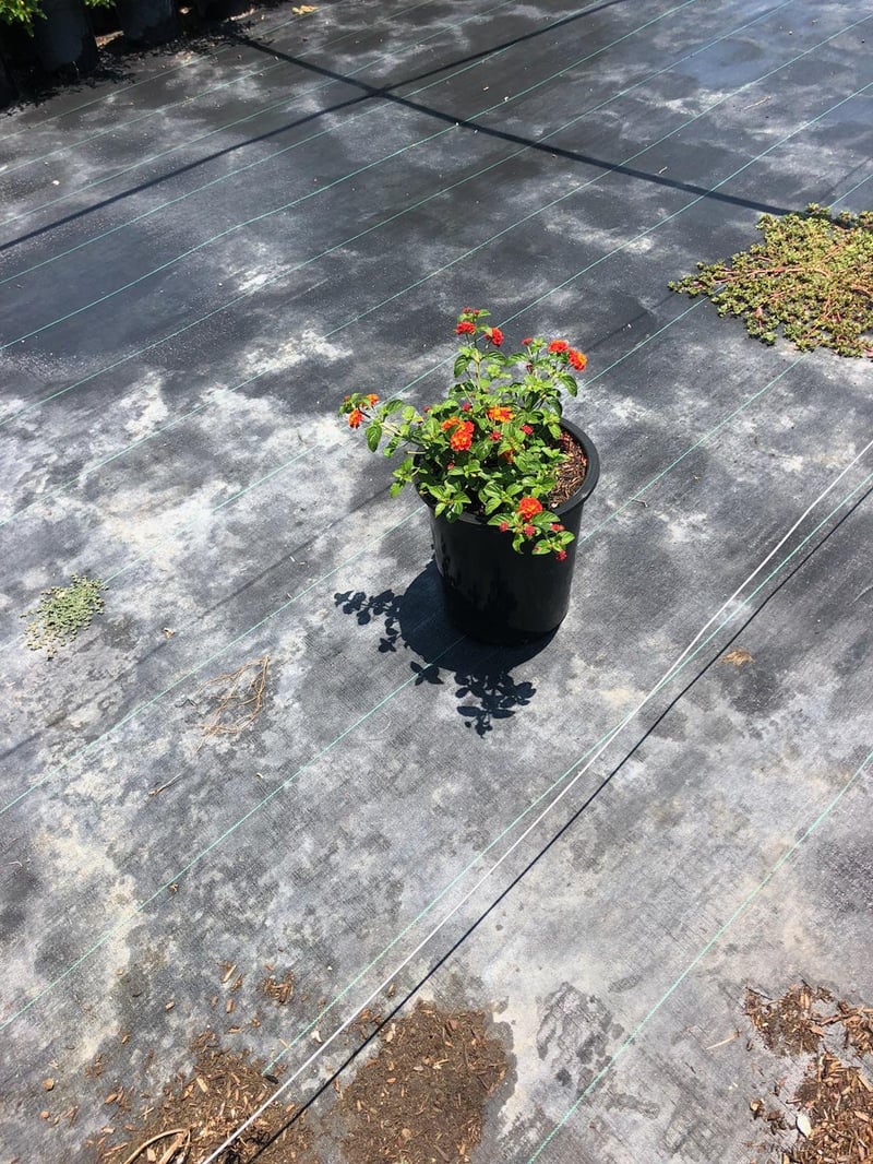 Photo for Lantana camara 'Radiation' (Radiation Bush Lantana)
