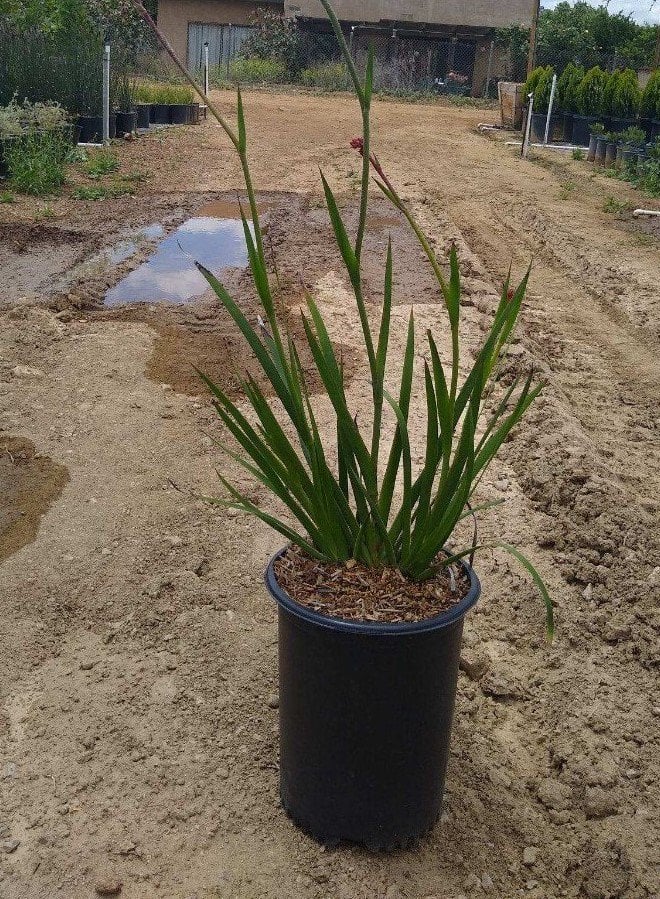 Photo for Anigozanthos flavidus 'Big Red' (Red Kangaroo Paw)
