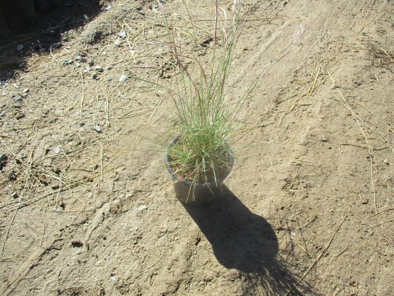 Photo for Aristida purpurea var. purpurea (Purple three awn)