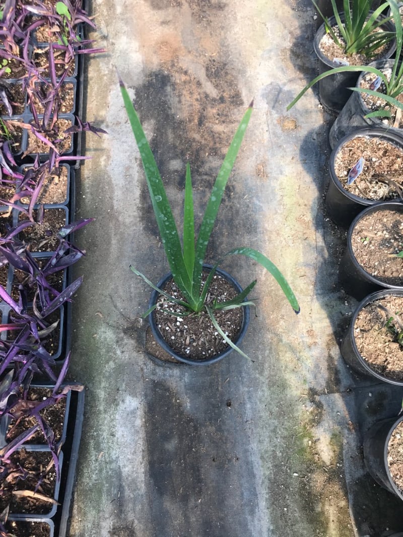 Photo for Anigozanthos 'Big Roo' (Yellow Tall)  (Kangaroo Paw )