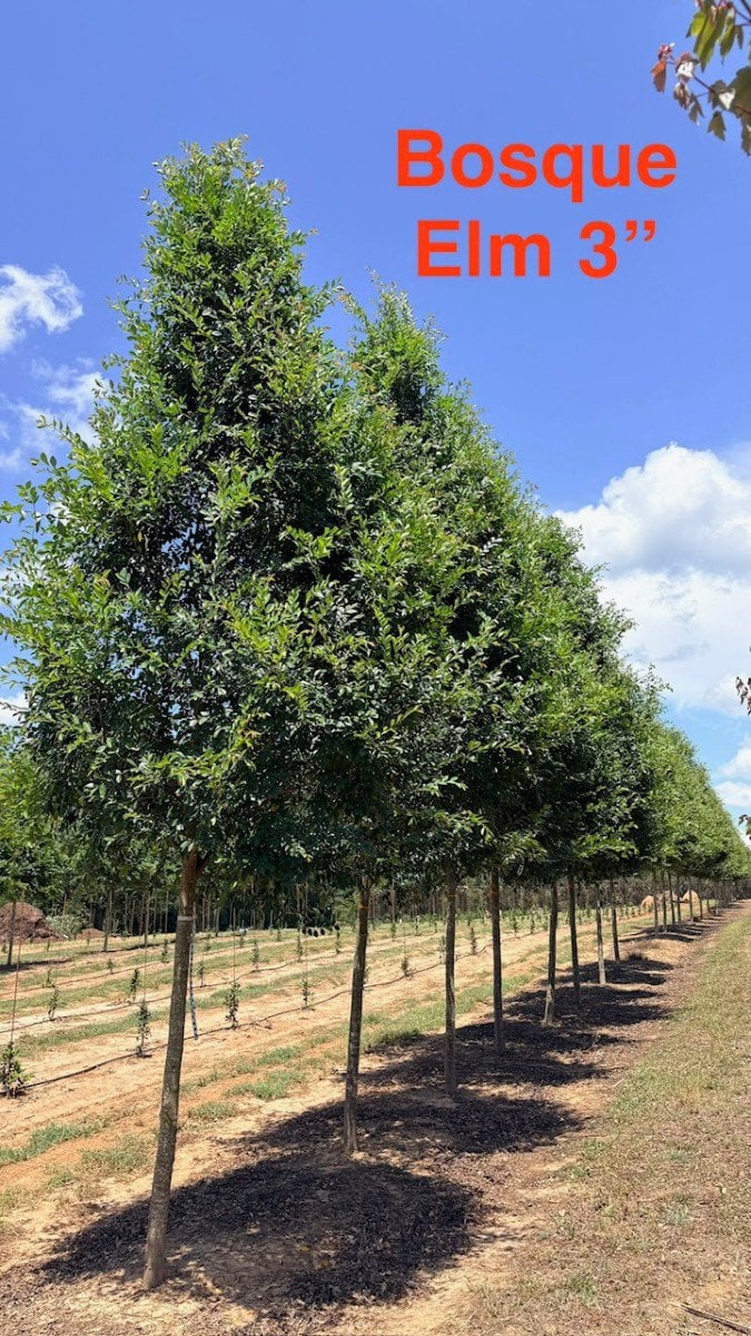 Photo for Ulmus parvifolia 'Bosque' (Bosque Elm)