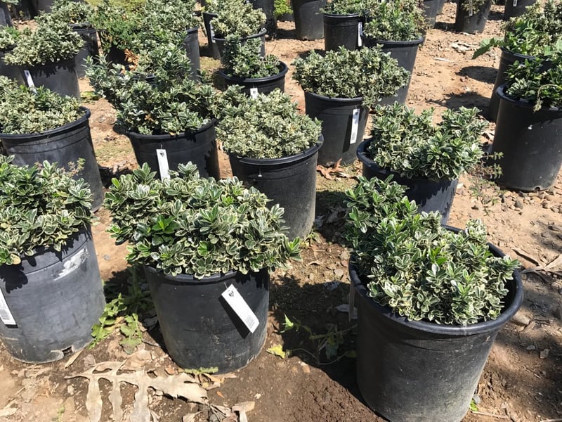 Photo for Euonymus japonicus 'Microphyllus Variegatus' (Variegated Boxleaf Euonymus)