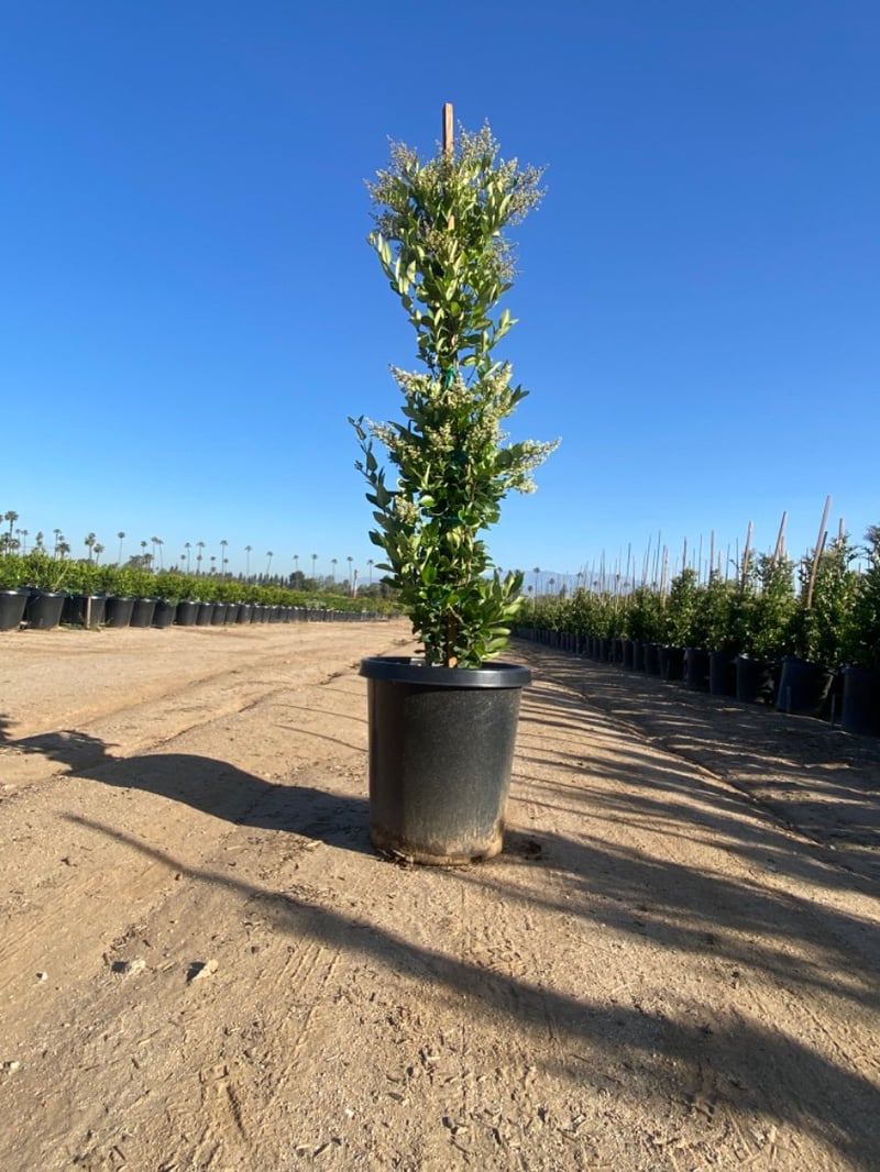Photo for Ligustrum japonicum 'Texanum' (Column) (Waxleaf Privet)