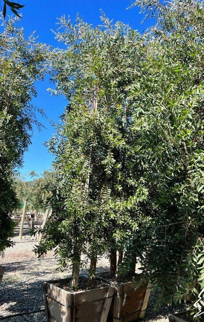 Photo for Melaleuca quinquenervia (Multi) (Cajeput Tree, Paperbark Tree)