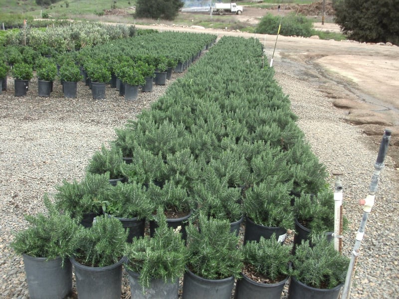 Photo for Rosmarinus officinalis 'Roman Beauty' (Roman Beauty Rosemary)