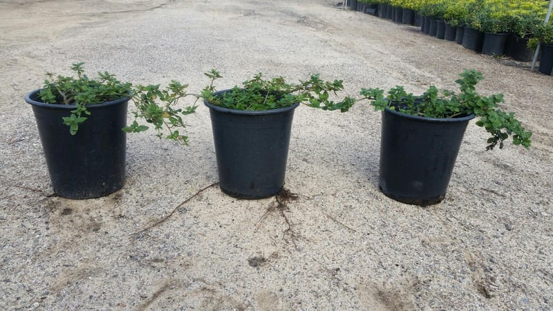 Photo for Ceanothus griseus horizontalis 'Yankee Point' (Yankee Point Ceanothus)