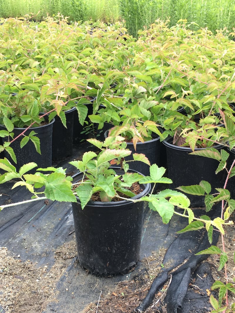 Photo for Rubus ursinus (California Blackberry)