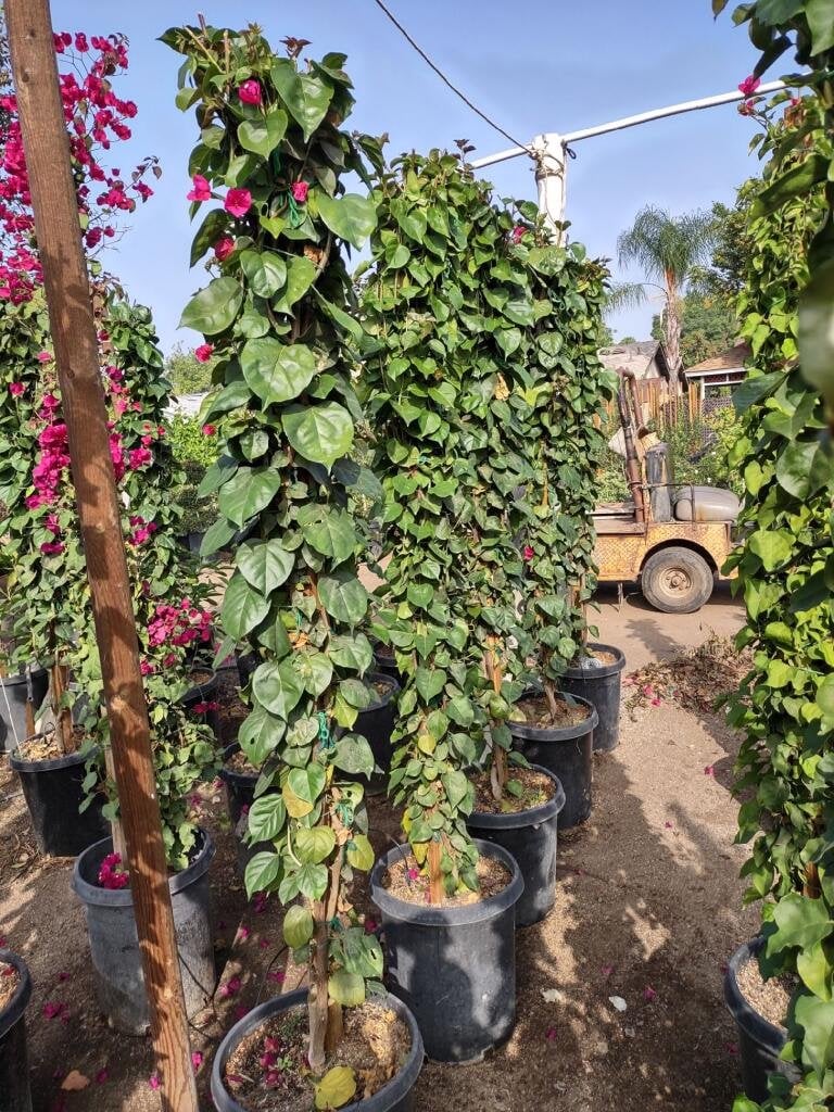 Photo for Bougainvillea 'San Diego Red' (Staked)  (San Diego Red Bougainvillea)