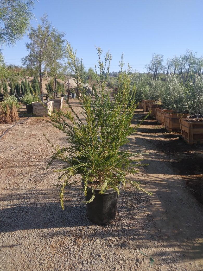 Photo for Melaleuca nesophila (Pink Melaleuca)